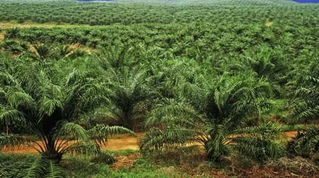 Kebun Kelapa Sawit